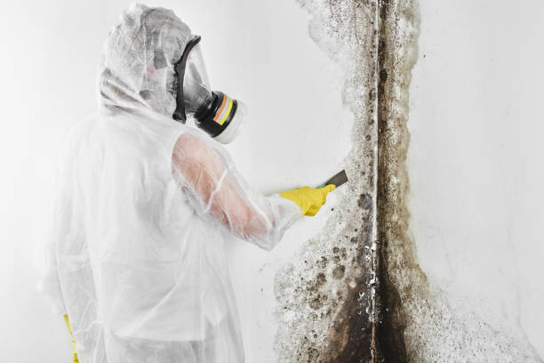 Best Certified Mold Removal  in Metropolis, IL