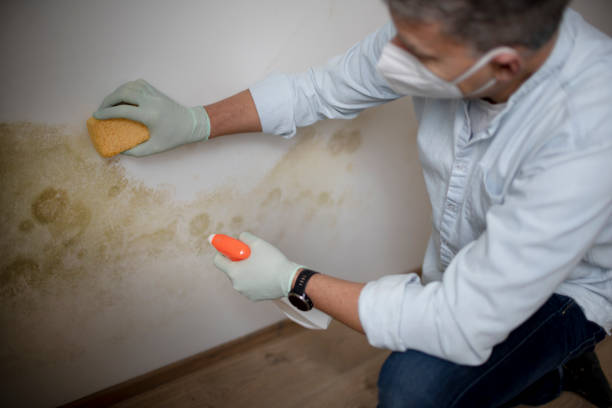 Best Mold Testing  in Metropolis, IL