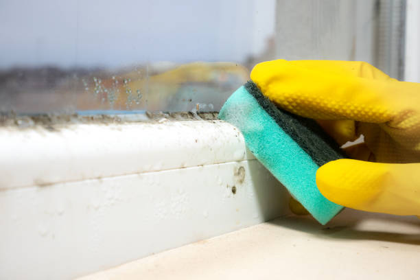 Attic Mold Removal in Metropolis, IL