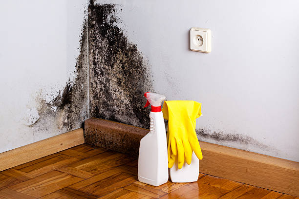Best Attic Mold Removal  in Metropolis, IL